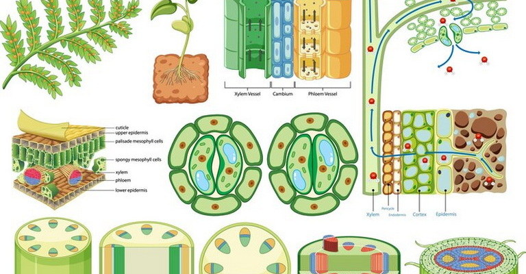 Plant Morphology MCQs