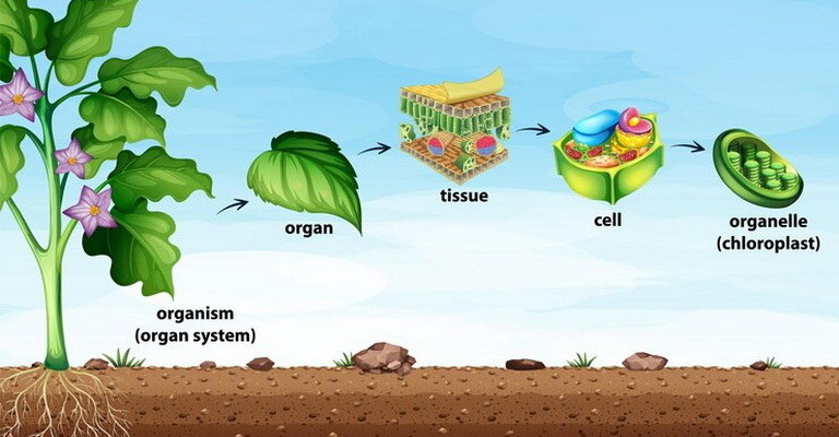 Plant Physiology MCQs