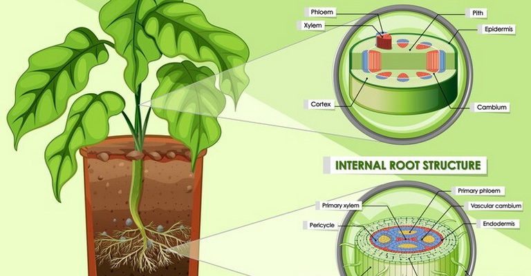 Plant Biology MCQs