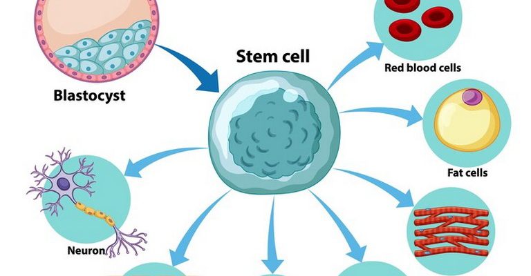 Stem Cell Biology MCQs