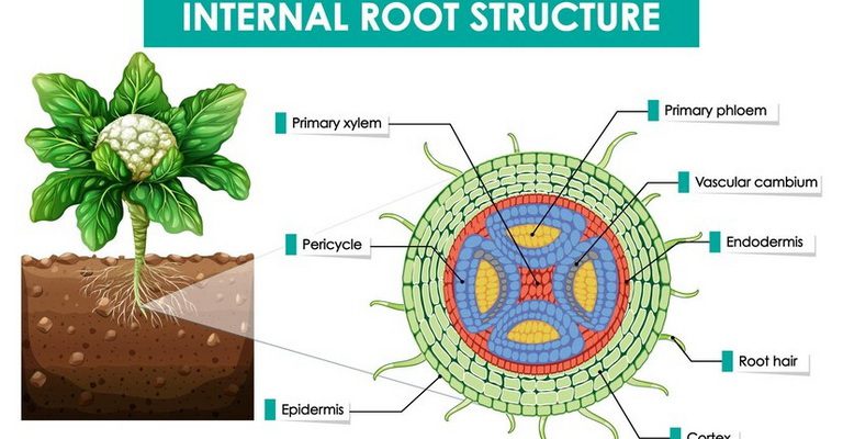 Structural Biology MCQs