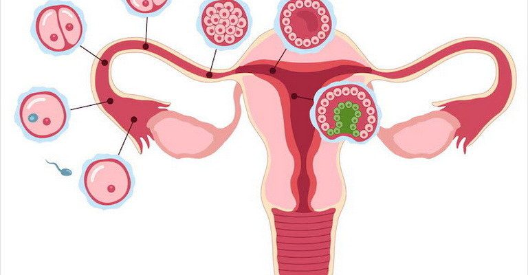 Female Reproductive System MCQs