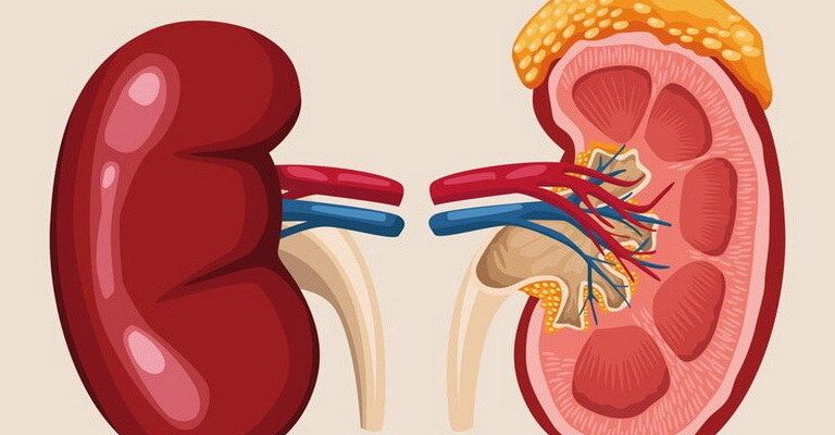 Kidneys MCQs