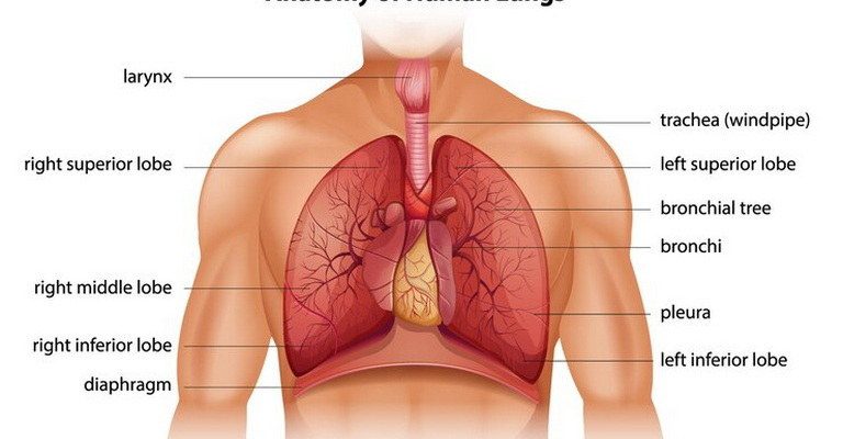 Lungs MCQs