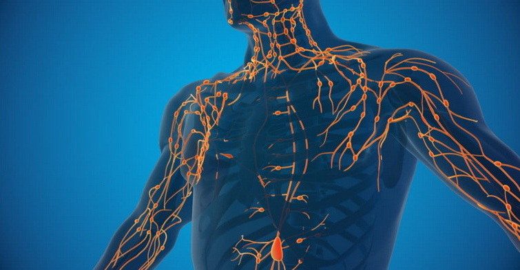 Lymphatic System MCQs