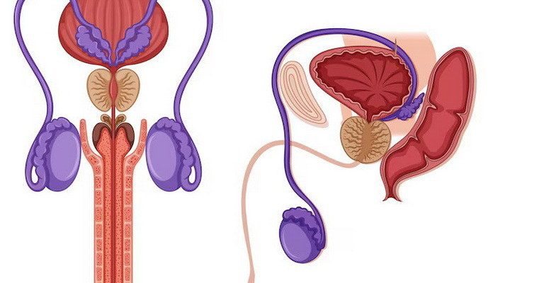 Male Reproductive System MCQs