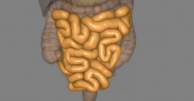 Large Intestine MCQs