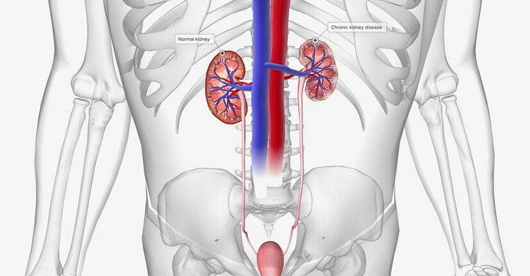 Urinary System MCQs