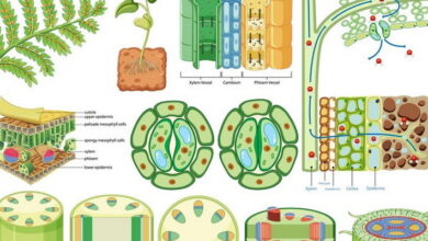Plant Morphology MCQs