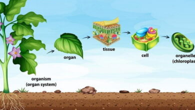 Plant Physiology MCQs