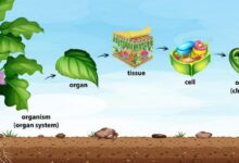 Plant Taxonomy MCQs