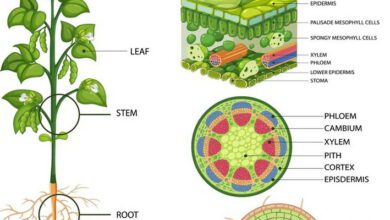 Plant Anatomy and Morphology MCQs