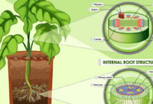 Plant Biology MCQs