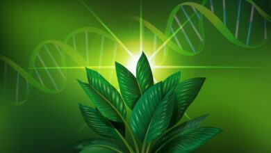 Plant Genetics and Biotechnology MCQs