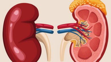 Kidneys MCQs