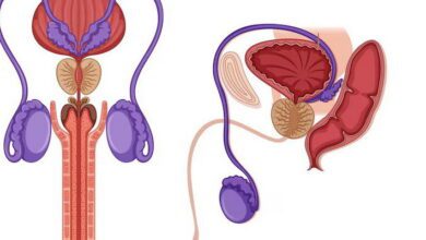 Male Reproductive System MCQs