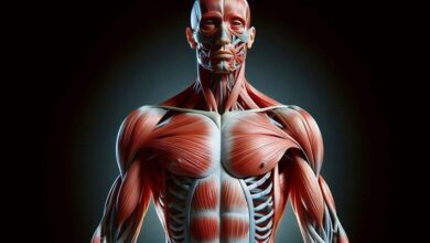 Muscular System MCQs