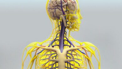 Peripheral Nervous System MCQs