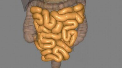 Large Intestine MCQs