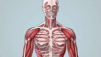 Skeletal Muscles MCQs