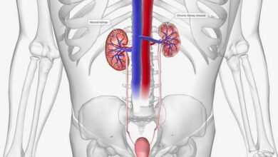 Urinary System MCQs